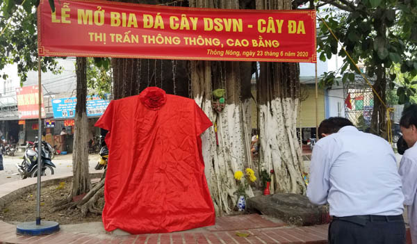 Linh[-]mộc[-]đại[-]thụ[-]miền[-]biên[-]viễn[-]Cao[-]Bằng[-]được[-]công[-]nhận[-]Cây[-]Di[-]sản[-]Việt[-]Nam